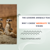 Why We Chose 'Meerkats' for Our Vision